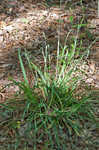 Lined sedge